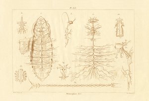 変態、1833-39 作： French School